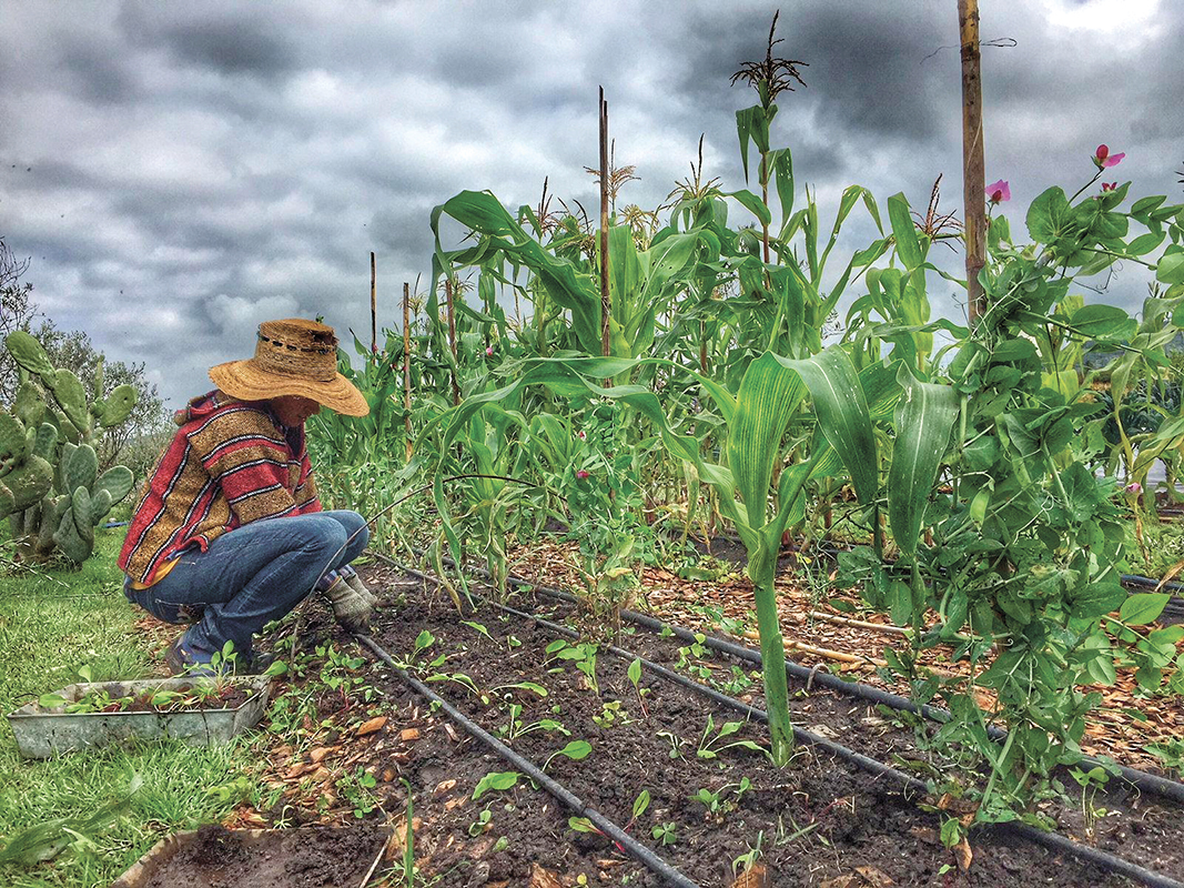 La milpa : un trio de plantes  qui favorise la biodiversité